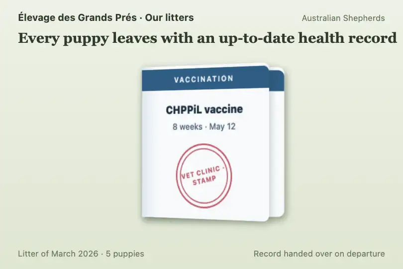 A puppy's health record, leafed through — "Our litters" page of a dog breeder — Page Turn Effect example 2