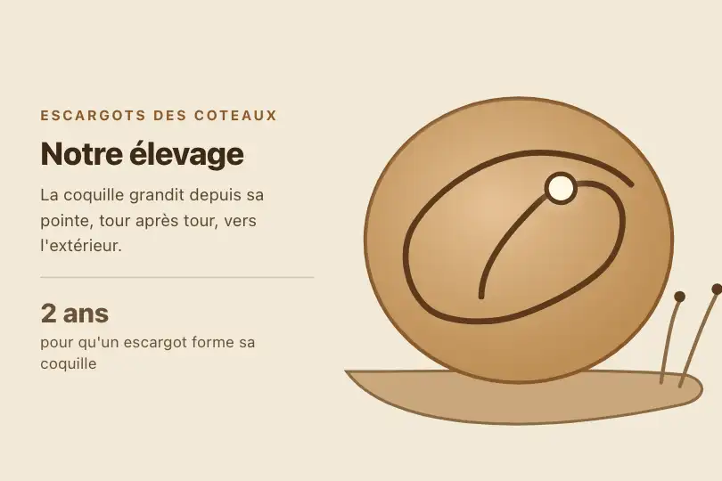 La coquille de l'escargot — page « Notre élevage » d'un héliciculteur — Spiral Path exemple 1