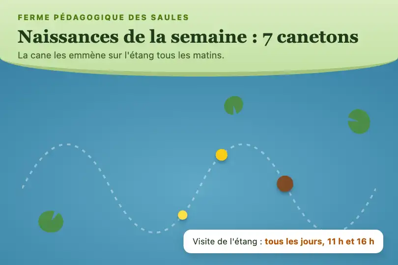 La cane et ses canetons sur l'étang — page d'une ferme pédagogique — Wave Path exemple 1