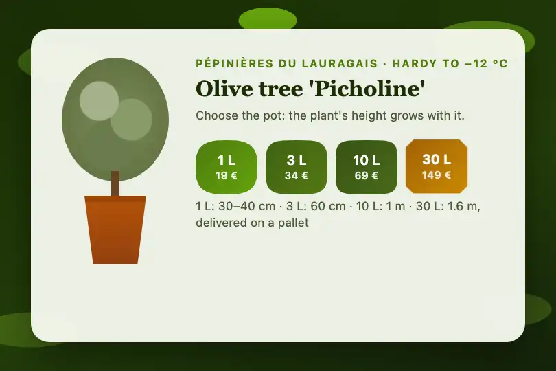 Pot sizes — an online plant nursery — Organic Button Set example 3
