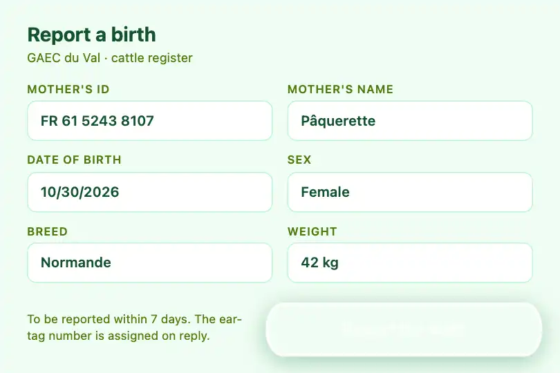 Reporting a calf's birth — a cattle farmer's traceability app — Button Morph example 3