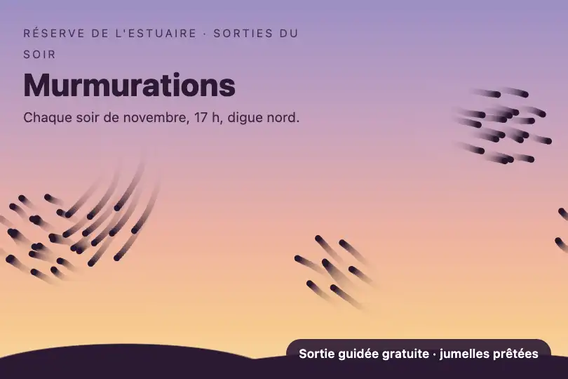 Murmurations d'étourneaux — page « Sorties du soir » d'une réserve ornithologique — Swarm Intelligence exemple 1