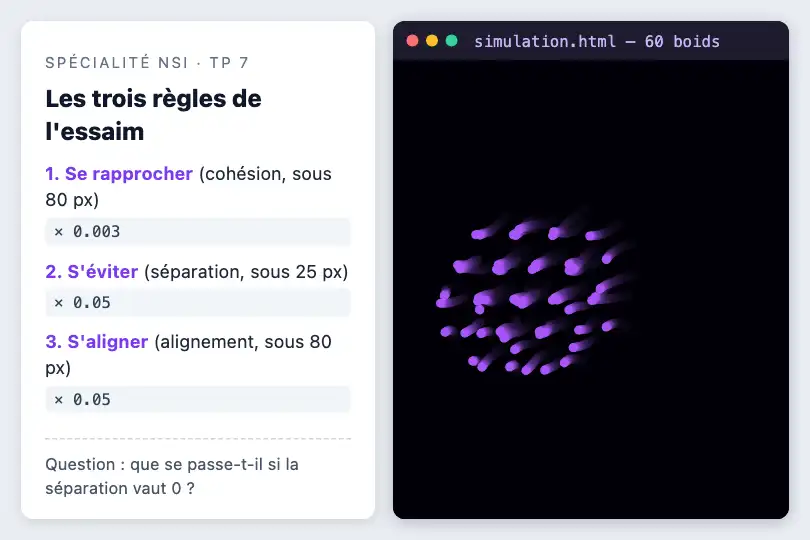 Les trois règles de l'essaim — TP d'informatique au lycée (spécialité NSI) — Swarm Intelligence exemple 3