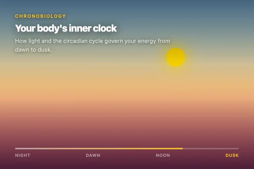 Educational page — Circadian rhythm timeline — Day/Night Cycle example 2