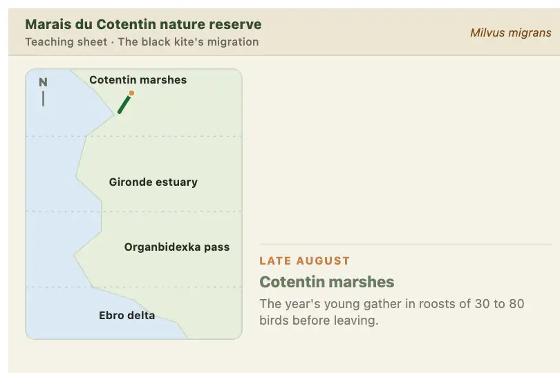 Migration route of a bird species — educational page of a nature reserve — Path Drawing on Scroll example 3