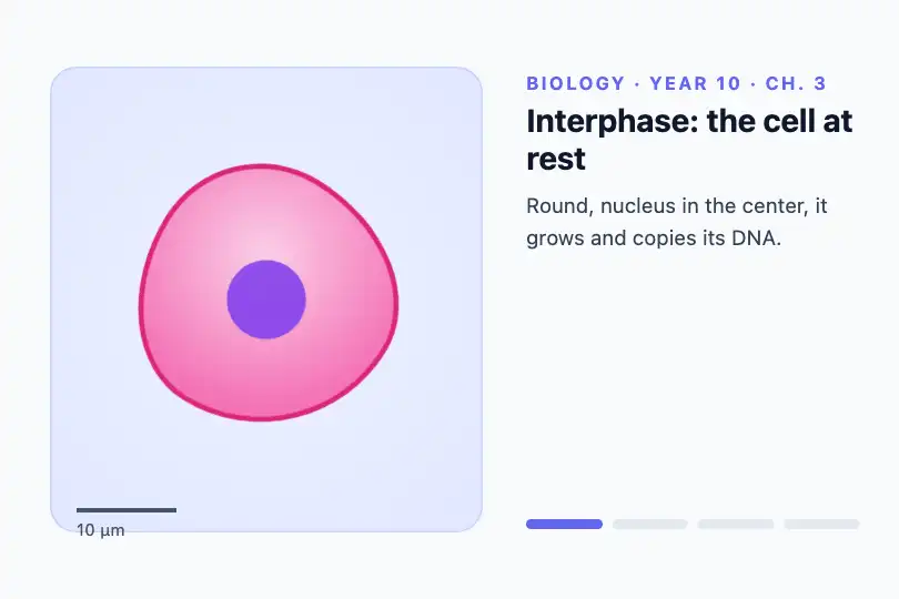 A cell getting ready to divide — a digital biology textbook — Shape Morph Transition example 1
