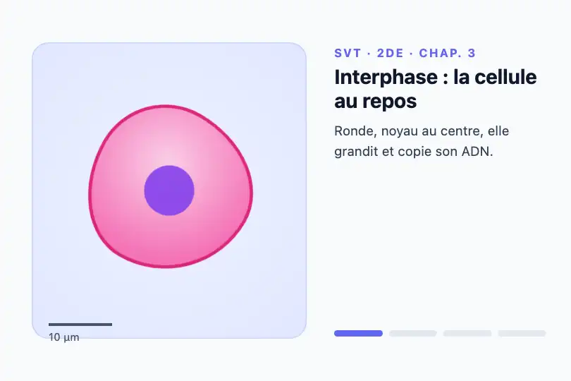 Cellule qui se prépare à la division — manuel numérique de SVT — Shape Morph Transition exemple 1