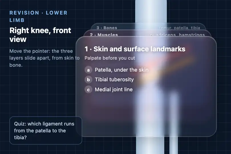 Skin, muscles, bones — an anatomy app for medical students — Glass Depth Stack example 1