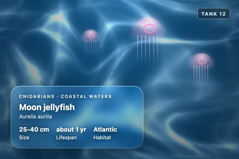 Label for the jellyfish tank — a public aquarium's screen — Glass Caustics (WebGL) example 3