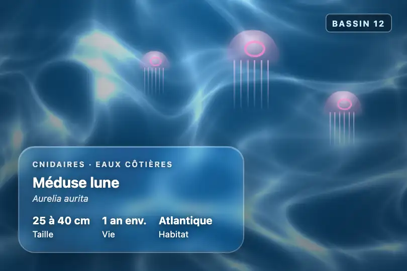 Cartel du bassin des méduses — écran d'un aquarium public — Glass Caustics (WebGL) exemple 3